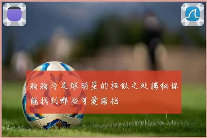 狗狗与足球明星的相似之处揭秘你能找到哪些可爱搭档